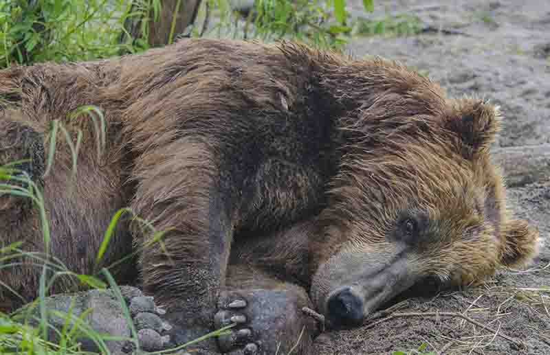 Oso Pardo - Kamchatka - Rusia 45.jpg